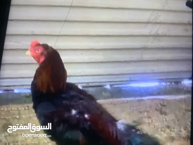 للبيع ديك تركي بيور