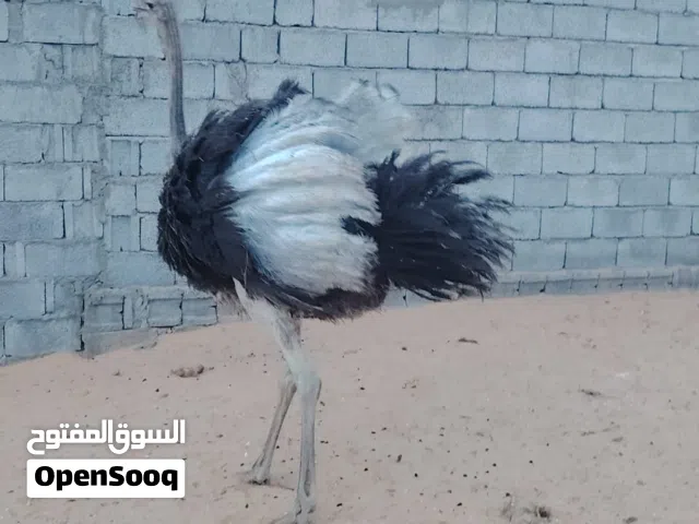 نعام للبيع