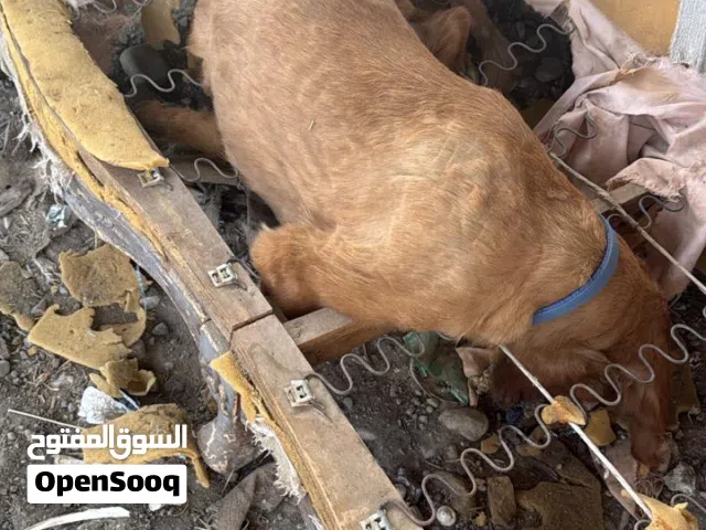 مطلوب كلب لتبني اذا ممكن