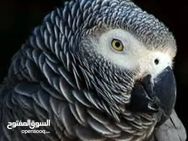 مطلوب كاسكو صغير ياكل سيرلاك الي عده يراسلني رحم الله والديكم