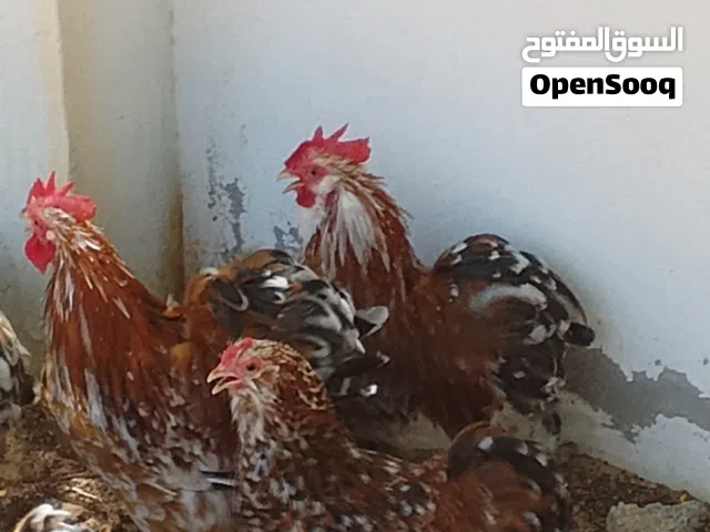 دجاجات استراليات للبيع