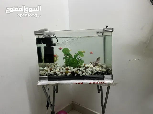 Fish Tank with Fish and Accessories