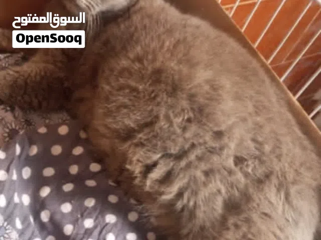 متاح {مش لتبني} انتي برتش او ستريت استراد تركيا ليها شهر فاطم انتاجها المكان طرابلس التواصل خاص