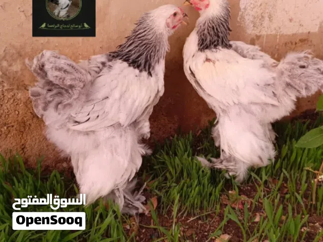 صيصان براهما كولومبي لايت بلاك