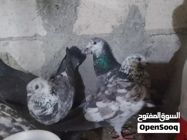 السلام عليكم موجود حمام بلدي للبيع اقرا الوصف