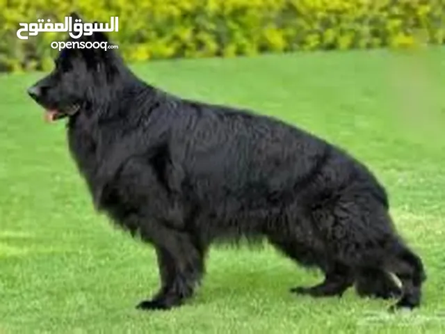 مطلب كلب جيرمن رويال بلاك