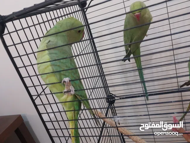 زوج ببغةء درة هندي