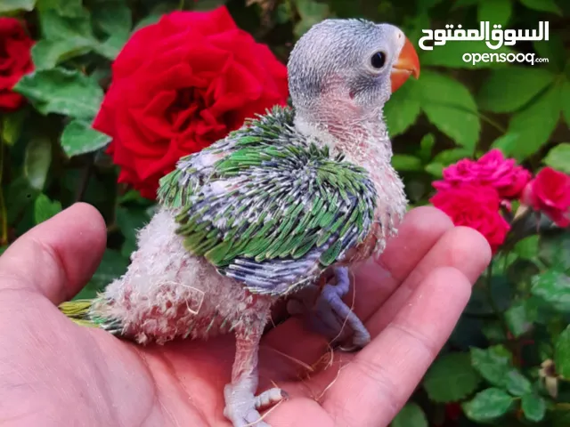 فرخ درة لزق اليدوي