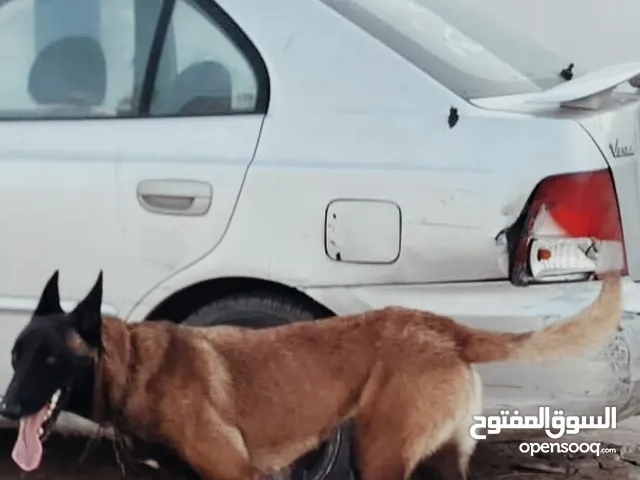 انتاية مالينوا لبيع