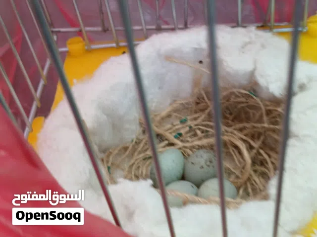 انتي بلجيكي واتيه مدحيه دحي سخونيه