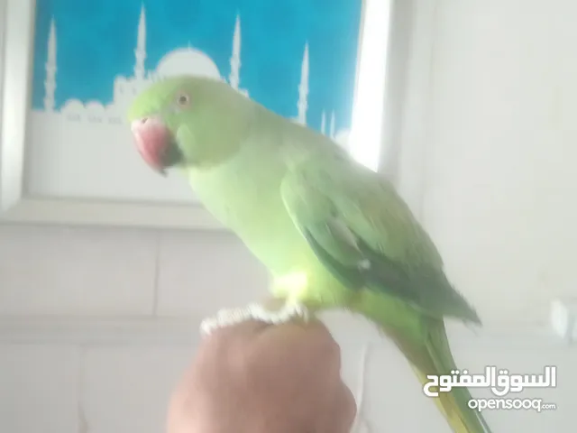 ببغاء درة أليفة و لعوبة تركب على اليد ، و في بداية الكلام و تقلد الأصوات و تخربط وايد ب700 درهم