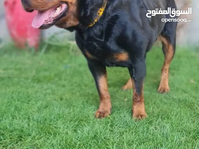 بسم الله توكلنا على الله انتايه رود وايلر العمر سنه وتمانيه شهور