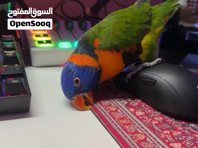 لوري اليف لعوب