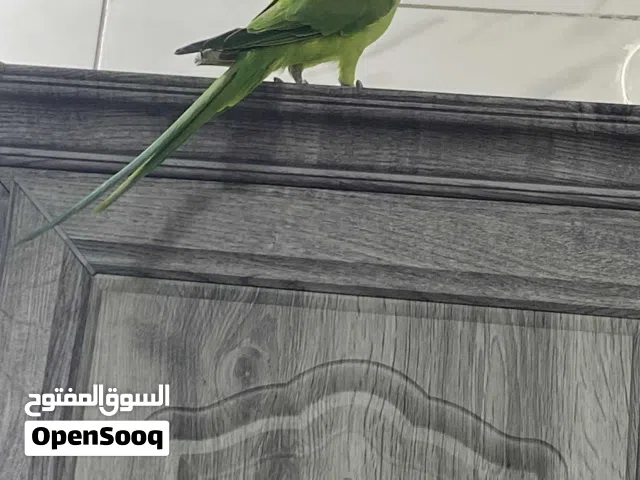 دره  مش اليف