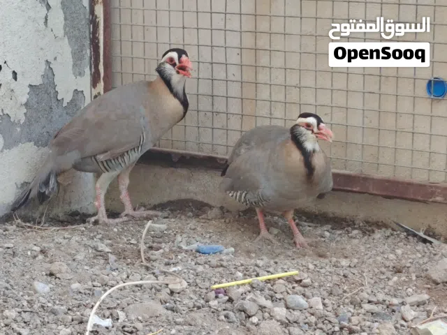 للبيع زوج حجل عماني أصل من جبل شمس منتج شبه أليف