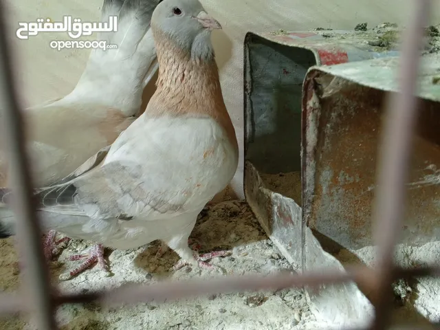 جوز ريحاني شغالات شرعات للبيع او للبدل ادفع بحق الله وشيل