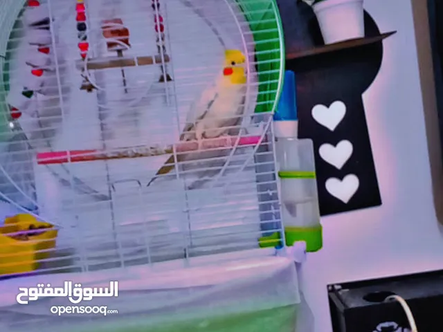 كوكتيل اليف متكلم فوق خمس كلمات
