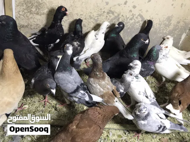 حمام 21 حبه