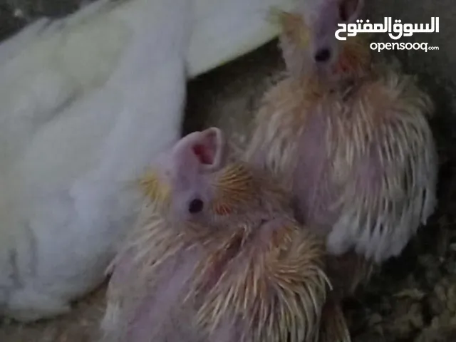 فراخ كوكتيل للبيع+قفاص مستعمله شبه جديده جديده قابل للبدل ع كوكتيل شغالات