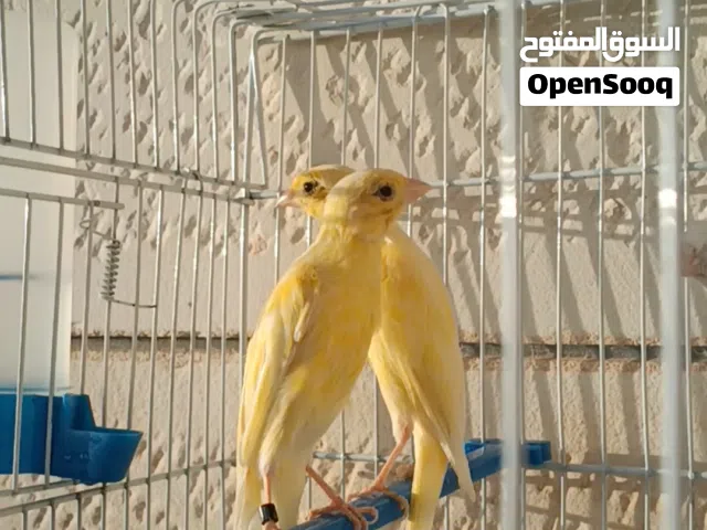 كناري هوزو ياباني حر
