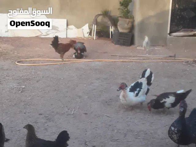 زوز دجاجة وفرروج دجاجة دحي