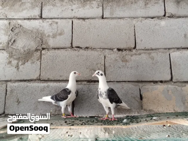 متاح زوج افراخ زواجل مكاني بصره زبير