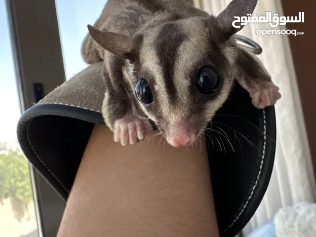 Sugar glider for sale