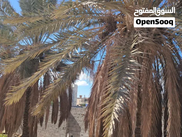 نخل حلاوي للبيع المكان طرابلس