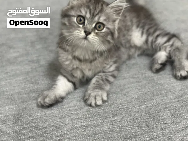 برتش لونق هير شانشيلا