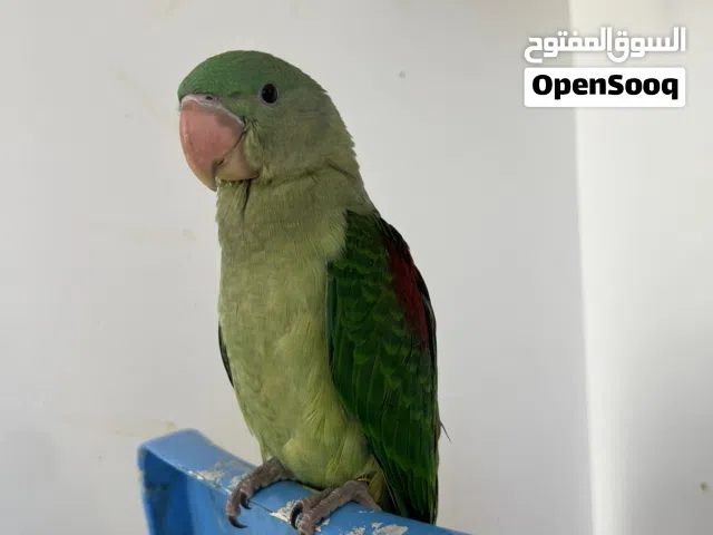 بغبغاء درة  نيبالي لبيع عمر 5شهر