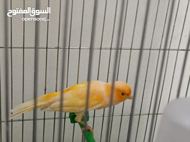 الله يبارك ل صاحب النصيب