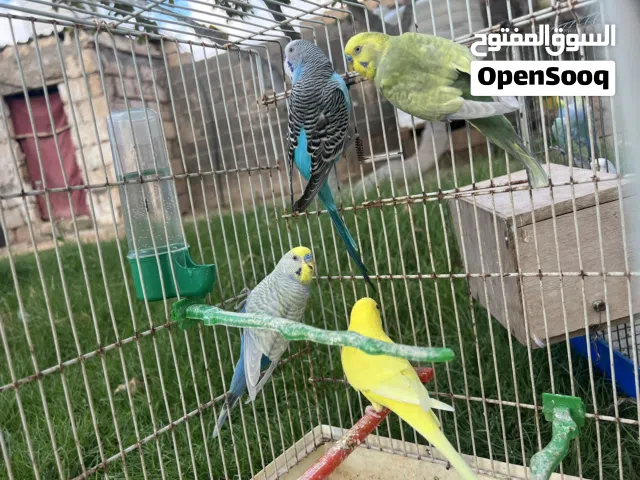 كوبيا وثلاث  دكور وانتايا عز ماتربي ربي يبارك
