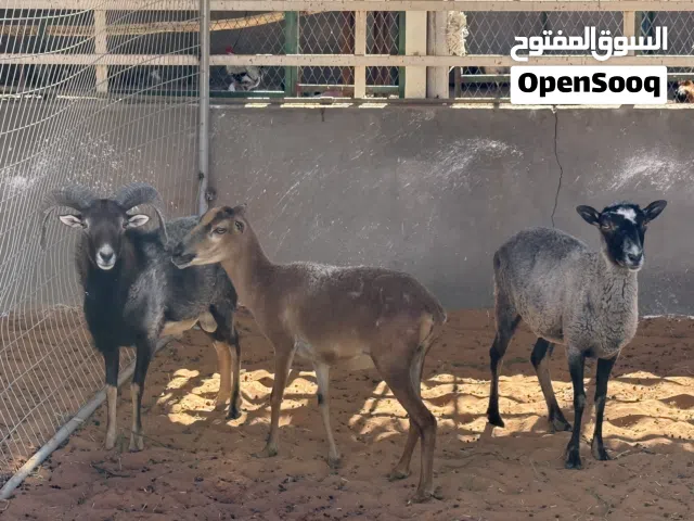 وعول مولفن شيب