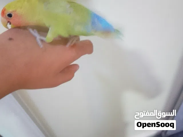 طيور اليف روز