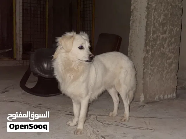 كلب لولو فوكس