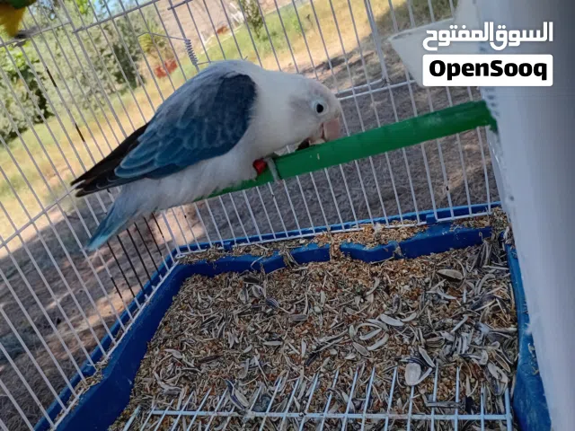 متوفر انثى بركديلو فيشر بلو اوبلاين ايوينج مدحية سخونية
