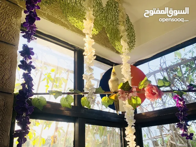 بغبغاء كوكتيل و طيور حب مميزين جداً يخرج من البيت و يعود ذكور و انثى