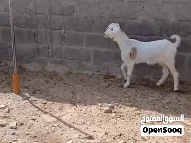 للبيع شاه بكر