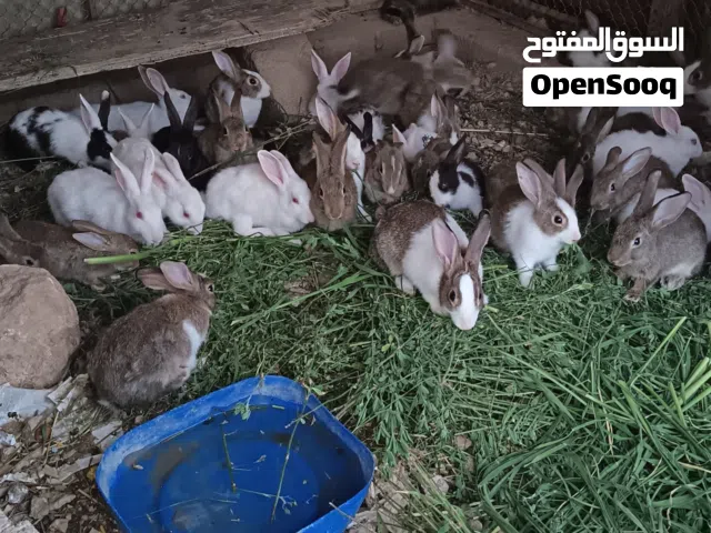 ارانب عمانيات متنوعه الألوان صحه ممتزه جدا  الوان مجموعه كبيره احاجم متوسطه