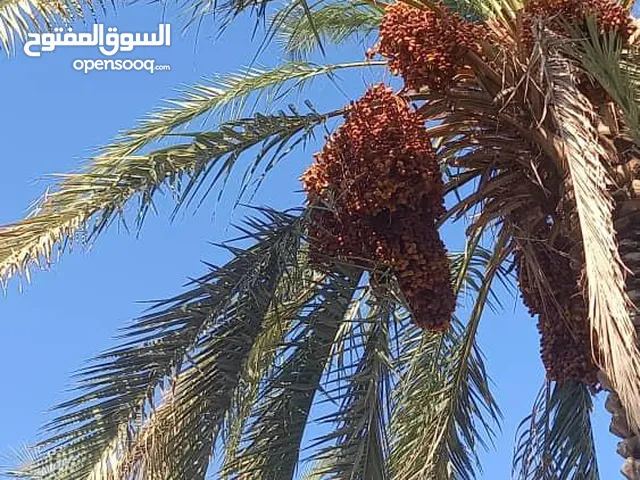 أفضل تمر زهدي إيراني جديد 2025 – دانه كبير – نصف خارك ونصف ناضج – نادر ومطلوب للتصدير – البيع بالجمل