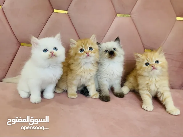 شيرازي بيور و هملايا اناث وذكور