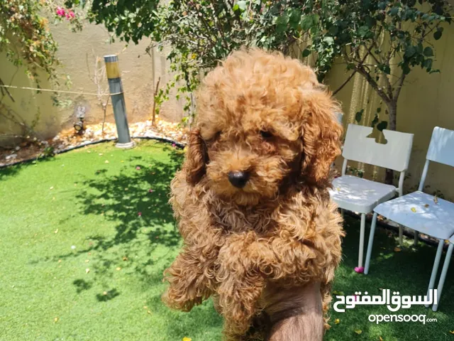 Poodle Puppy