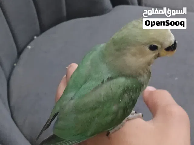 سلام عليكم متوفر طرف روز الام اوبلاين او البو فيس ترويض للبيع السعر 75 او انسعدوك مكان مصراته