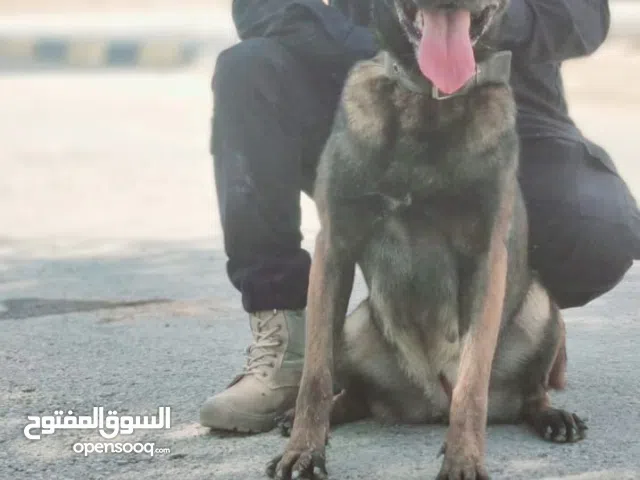 مدرب كلاب k9
