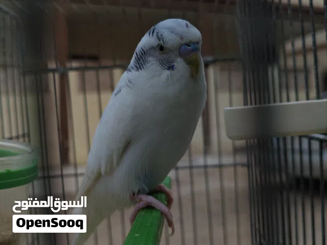 دكر بقلينو ربي يبارك مضروب بلاك وينج سجون ربي يبارك اقرى الوصف ضروري