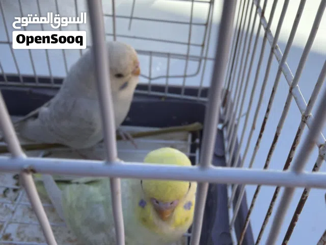 زوز ذكوره ربي يبارك