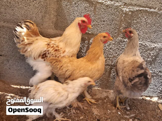للبيع دجاج كوشن العملاق