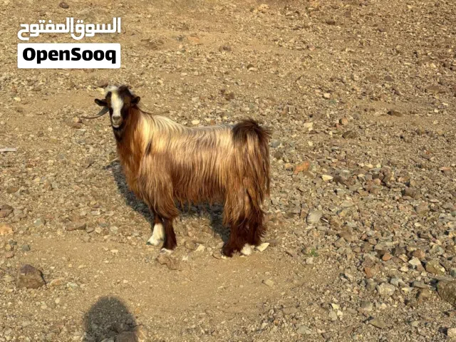تيس للبيع أموره طيبه الله يبارك يصلح للذبح او تربيه فحل وبصحة ممتازة العمر سنتين