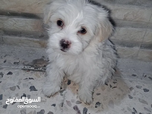 كلبه مع جراوها نوع الماليتز