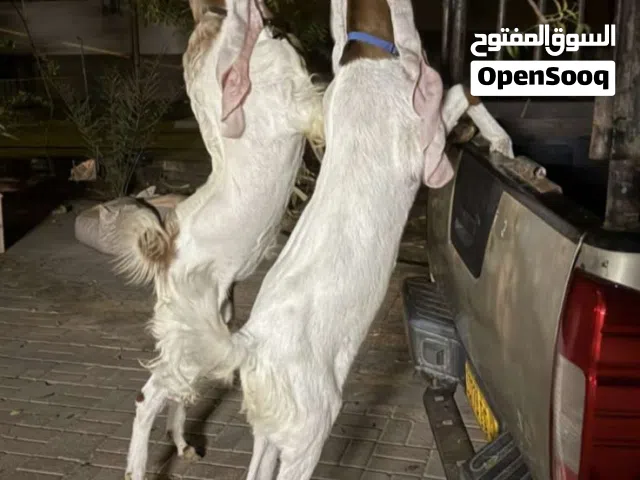 غنم حجازي للييع او للبدل
